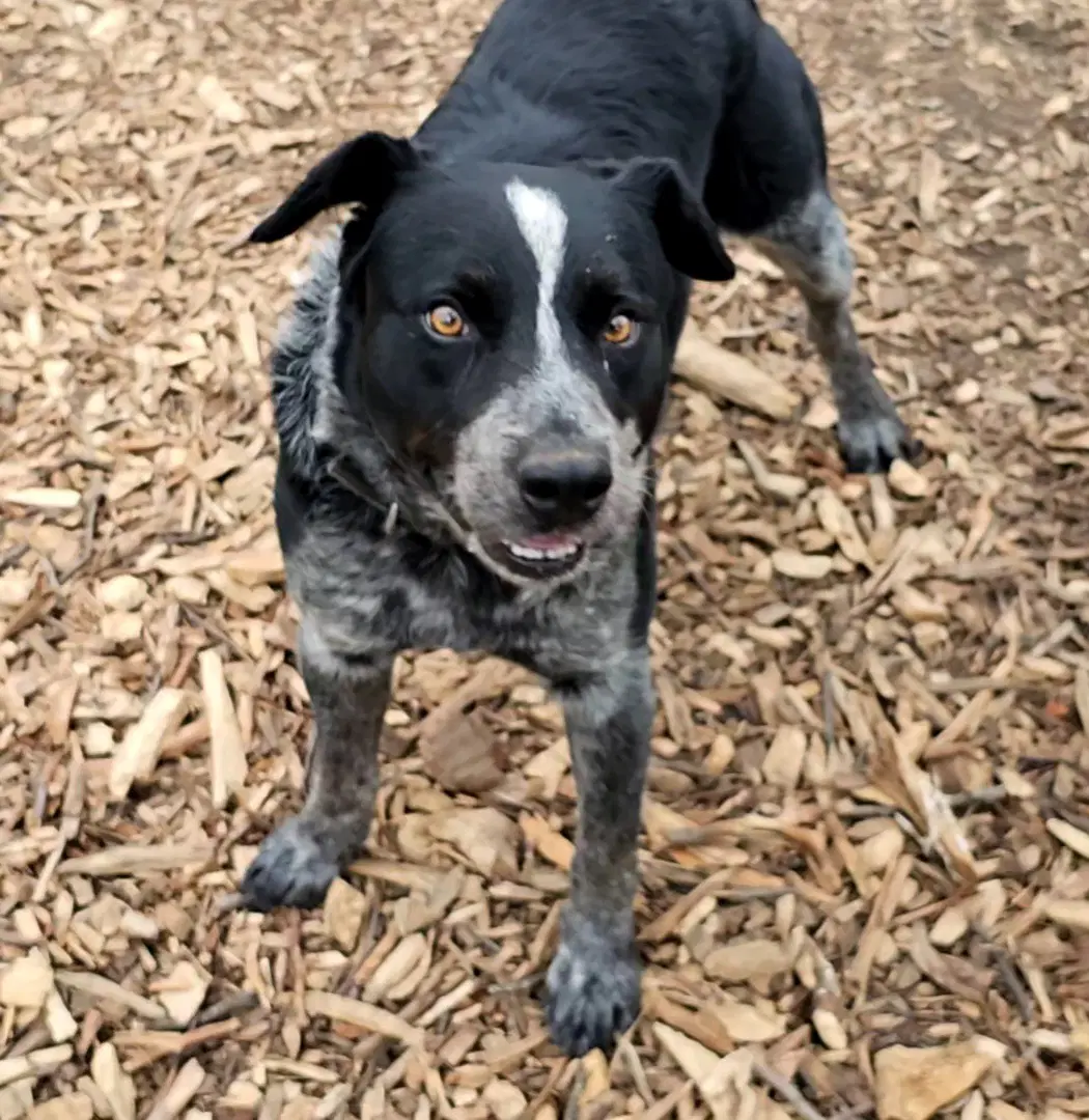 Bluey image 2