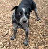 Bluey - Photo 2