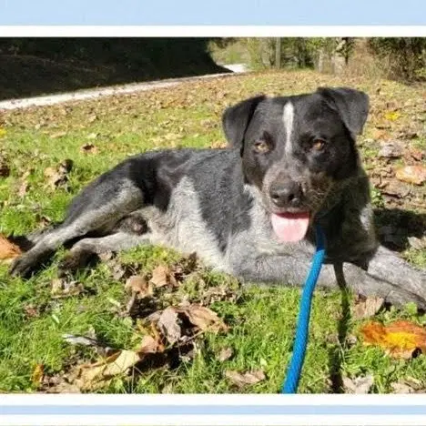 Bluey - Australian Cattle Dog