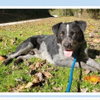 Bluey - Photo 1
