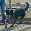 Bluey - Photo 6