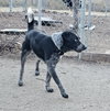 Bluey - Photo 8