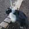 Bluey - Photo 7