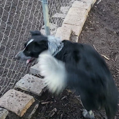 Bluey photo 7