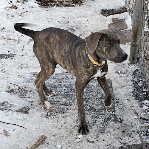 Bluey II, an adoptable Boxer in Bloomingdale, NJ