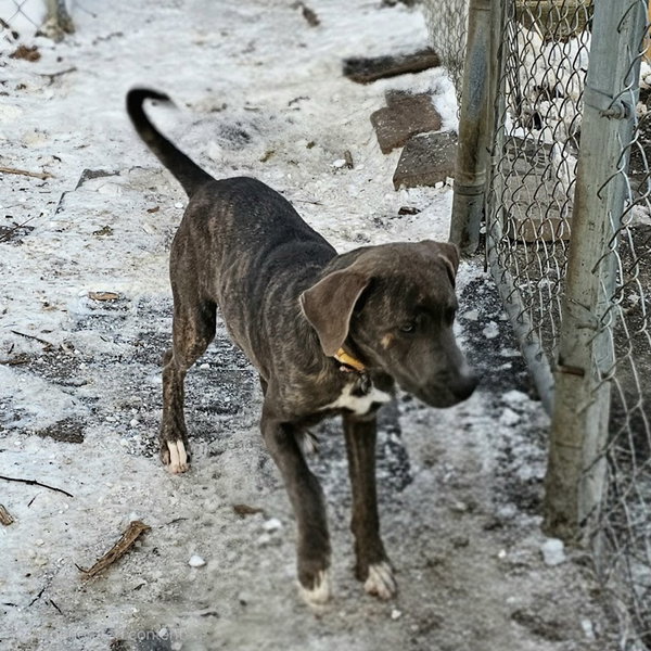 Bluey II