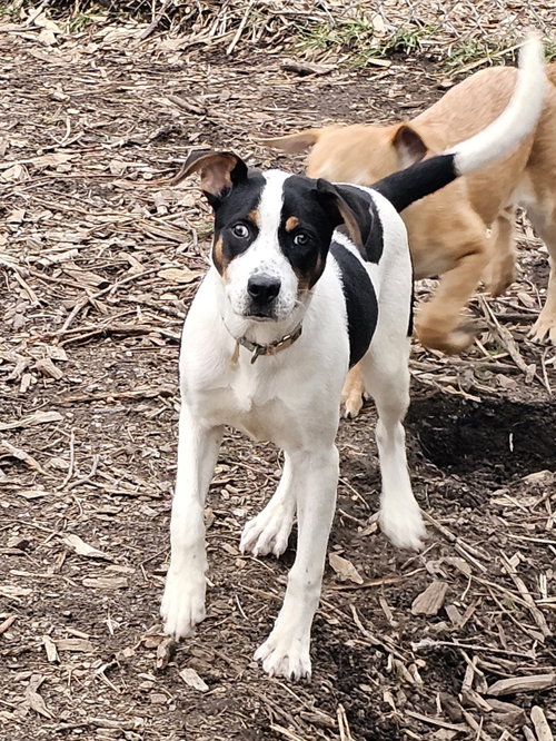 Willow, an adoptable Hound in Bloomingdale, NJ