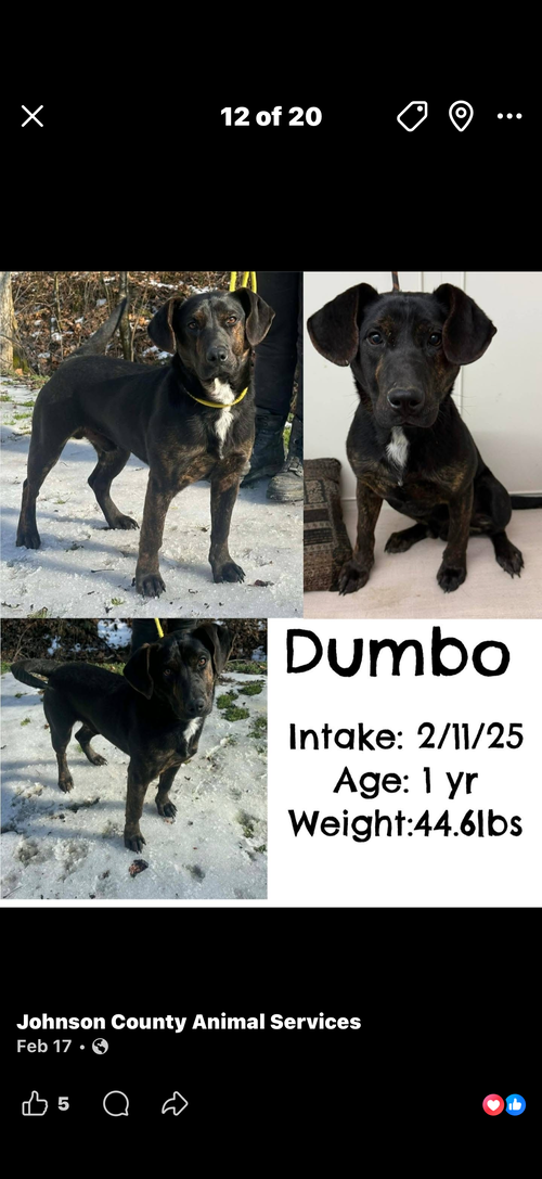 Dumbo photo 6