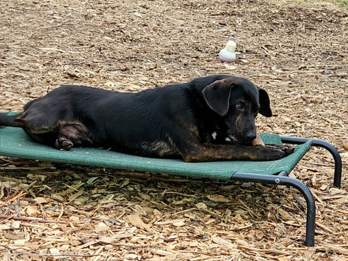 Dumbo photo 4
