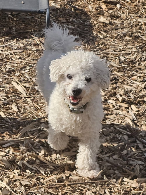 Max, an adoptable Bichon Frise in Bloomingdale, NJ