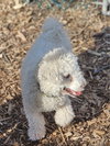 Max - Photo 2