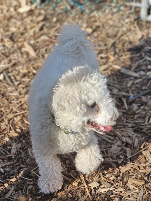 MAX - Bichon Frise available for adoption