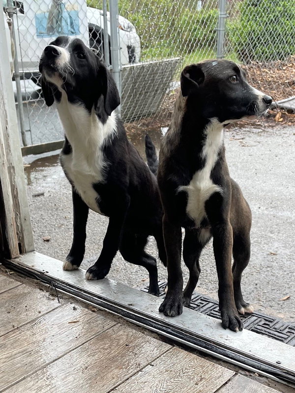 lab puppies
