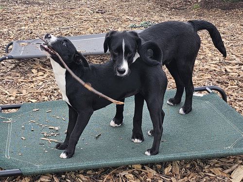 lab puppies, an adoptable Labrador Retriever in Bloomingdale, NJ