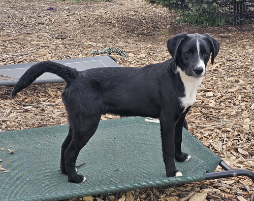 Ricky, an adoptable Labrador Retriever in Bloomingdale, NJ