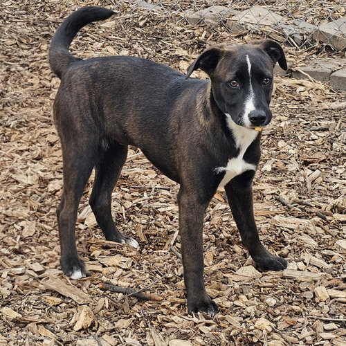 Rachel, an adoptable Feist in Bloomingdale, NJ