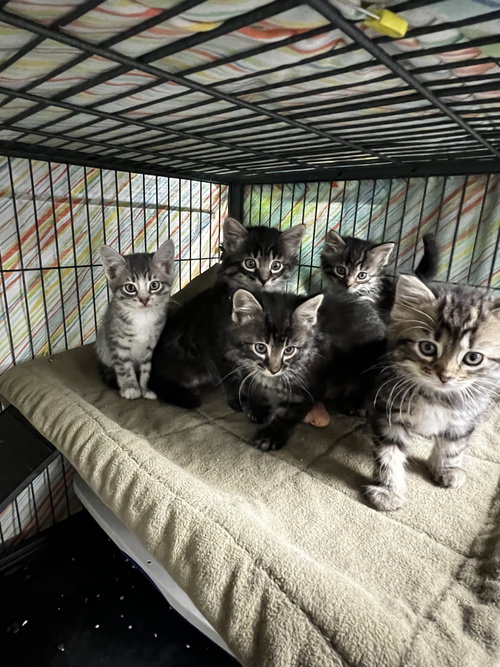 Fluffy Kittens- 6 in litter, an adoptable Domestic Long Hair in Bloomingdale, NJ