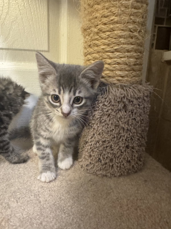 Fluffy Kittens- 6 in litter