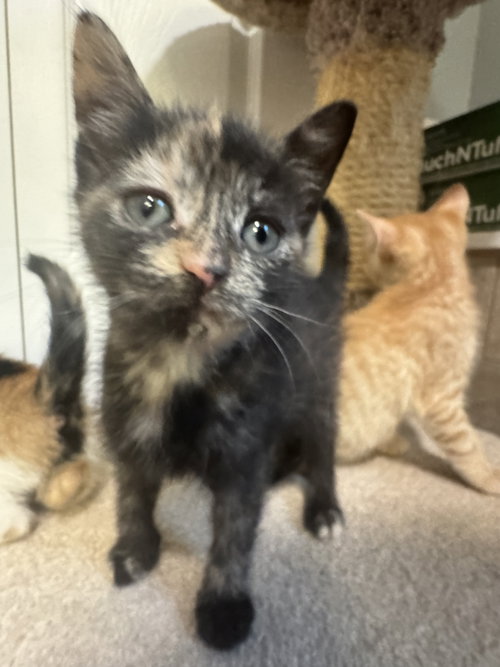 Vidia, an adoptable Tortoiseshell in Bloomingdale, NJ