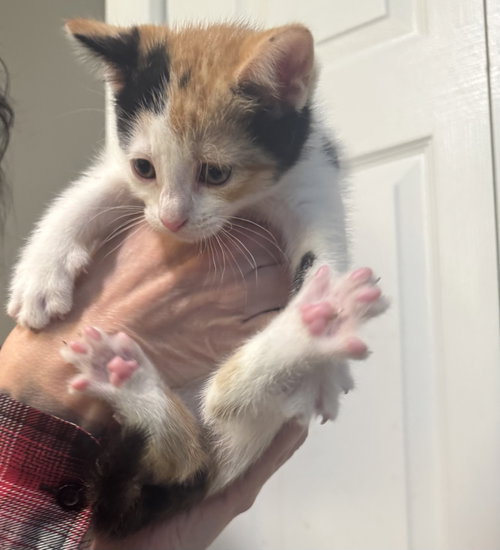 Rosetta, an adoptable Calico in Bloomingdale, NJ
