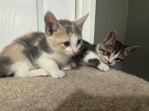 Fawn, an adoptable Dilute Calico in Bloomingdale, NJ