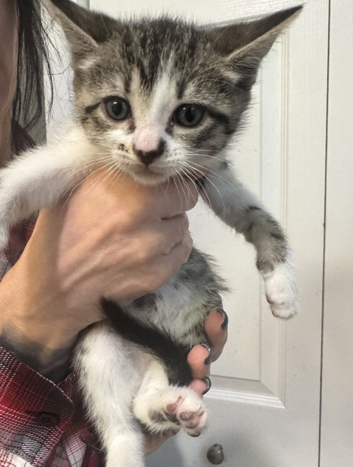 Tinkerbell, an adoptable Tabby in Bloomingdale, NJ