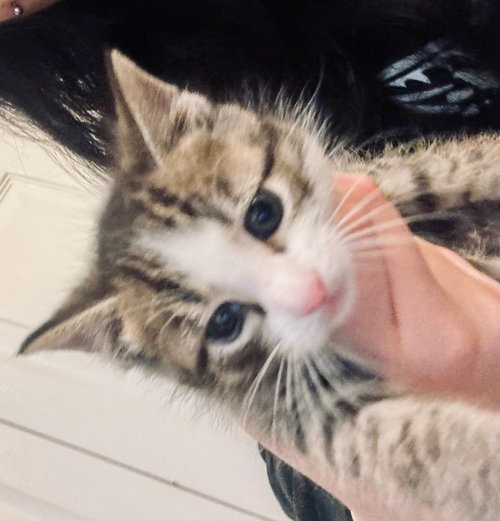 Troy, an adoptable Domestic Short Hair in Bloomingdale, NJ