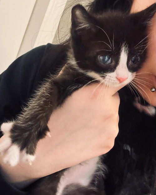 Archer, an adoptable Tuxedo in Bloomingdale, NJ