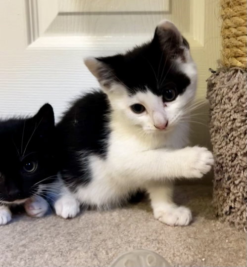 Gene, Baby Domestic Short Hair / Mixed (short coat), cat for adoption in New Brunswick, New Jersey
