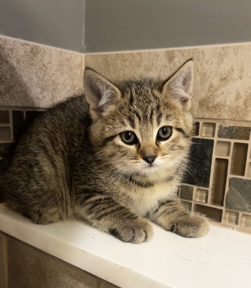 Nickel, Baby Tabby / Tiger / Mixed (short coat), cat for adoption in New Brunswick, New Jersey