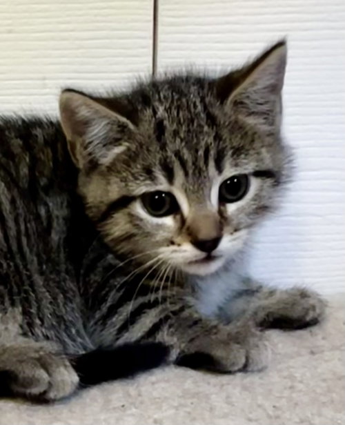 Penny, Baby Tabby / Tiger / Mixed (short coat), cat for adoption in New Brunswick, New Jersey