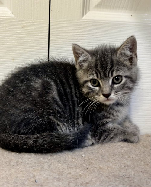 Dime, Baby Tabby / Tiger / Mixed (short coat), cat for adoption in New Brunswick, New Jersey