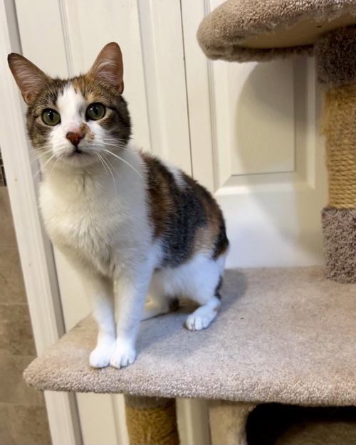Luna, Adult Calico / Domestic Short Hair / Mixed (short coat), cat for adoption in New Brunswick, New Jersey
