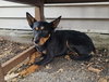 Roxy - Photo 2