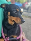 Roxy - Photo 5