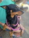 Roxy - Photo 6