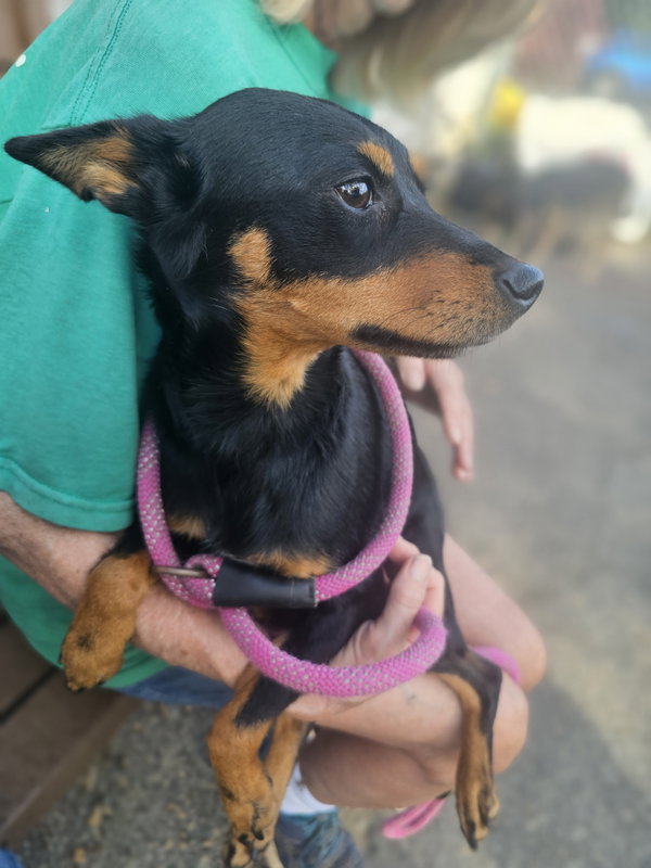Roxy