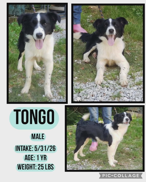 Tongo photo 3