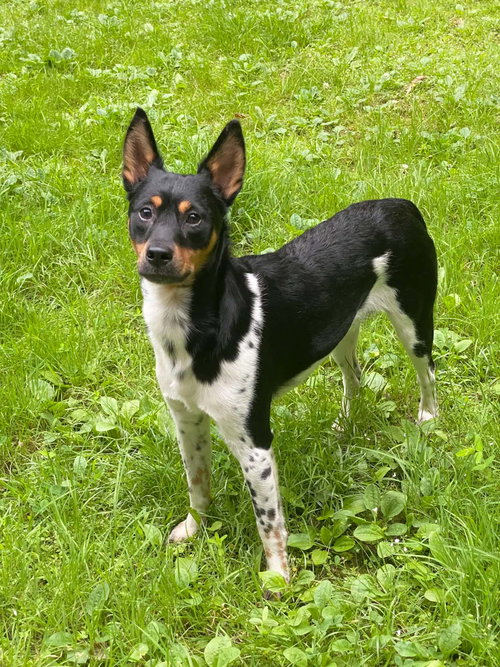 Levi