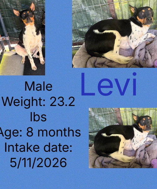 Levi photo 4