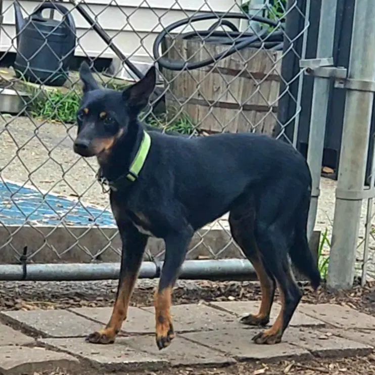 Delmar - Miniature Pinscher
