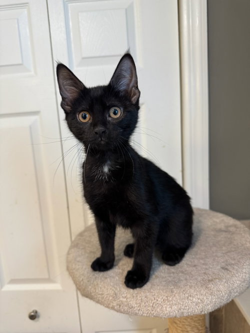 Lyla