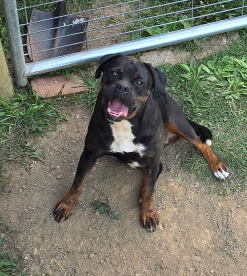 Wiggles, an adoptable English Bulldog in Bloomingdale, NJ