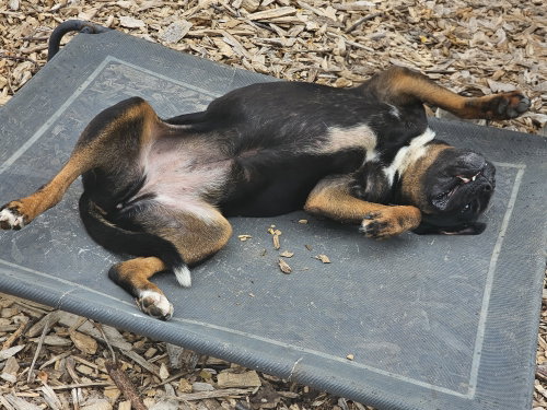 Wiggles photo 3