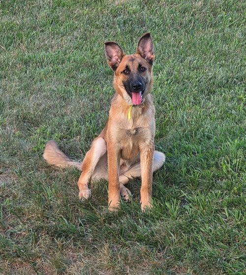 Maya