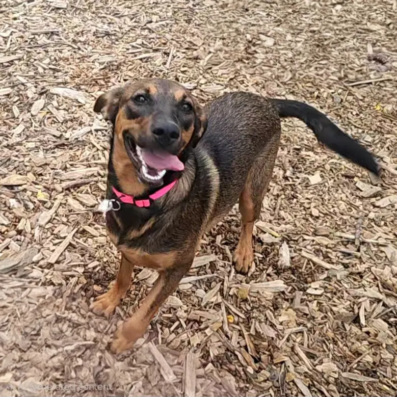 Mabel - Shepherd