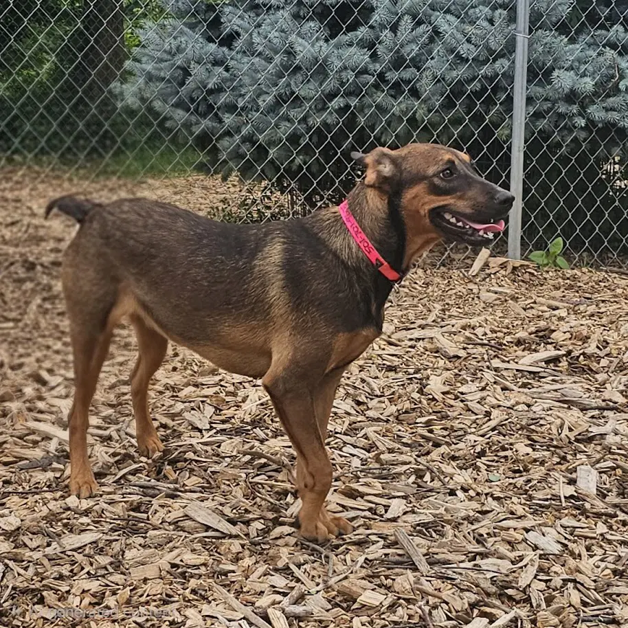Mabel image 4