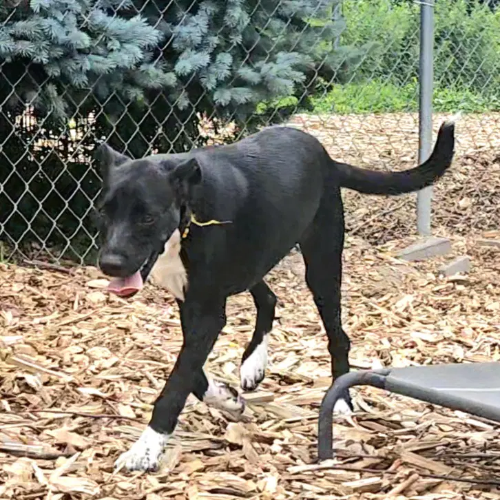 Tippy - Black Labrador Retriever