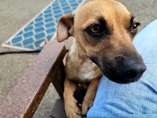 Trixie photo 3