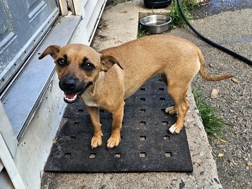 Trixie photo 4